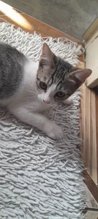 Gatinho para adoção - Foto 3