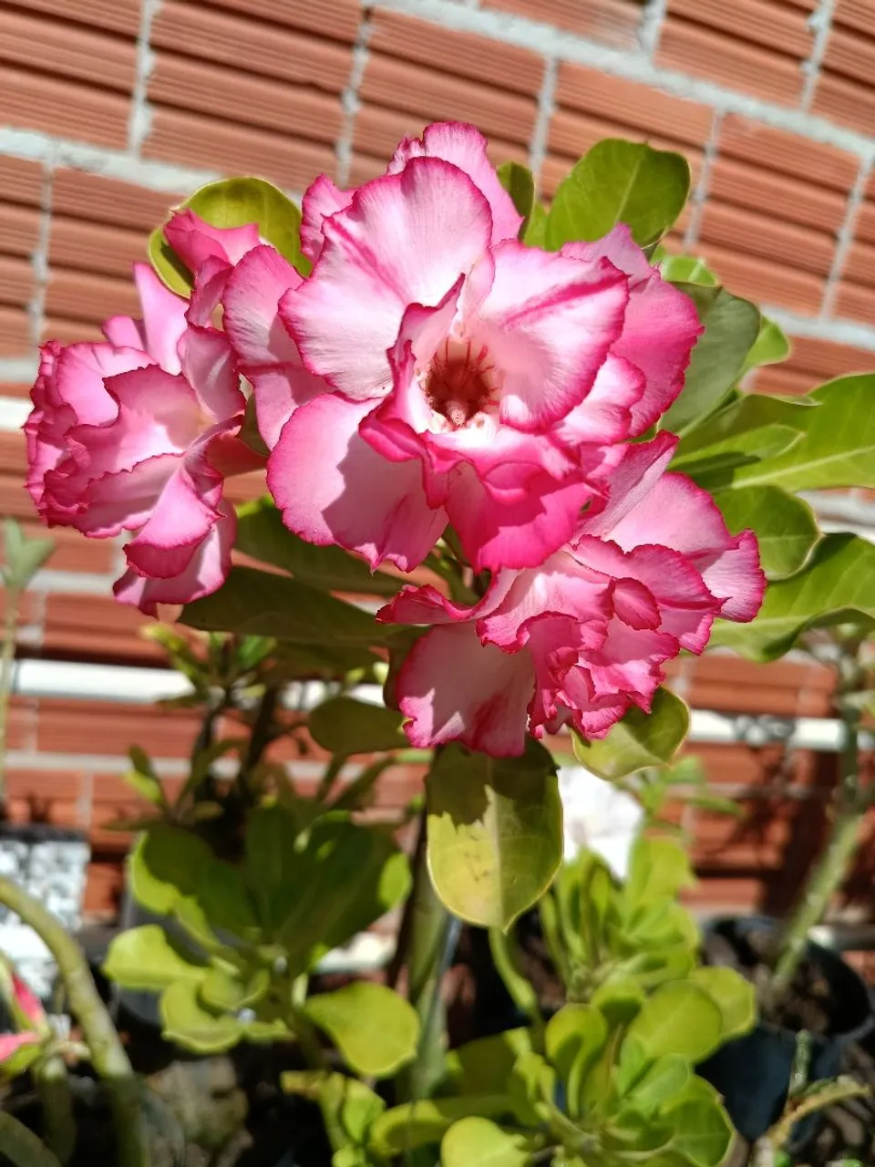 Linda Flor do Deserto - Cores Vibrantes!