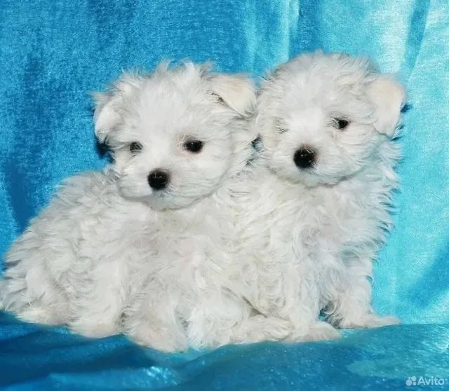 Filhotes de Maltes | Surpreenda-se com tanta fofura.