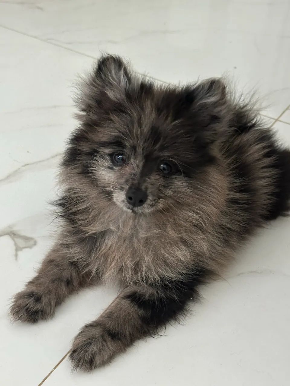 Filhote Merle de Lulu da Pomerania Cachorros Edson Queiroz