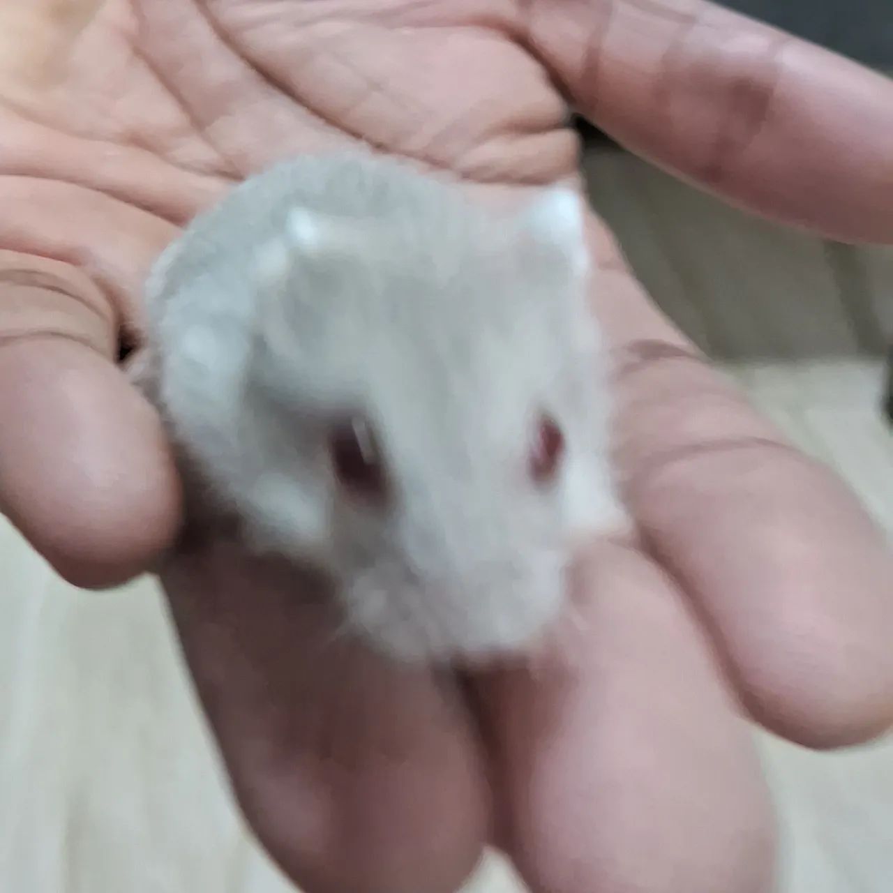 Hamster Anão Russo - Filhote