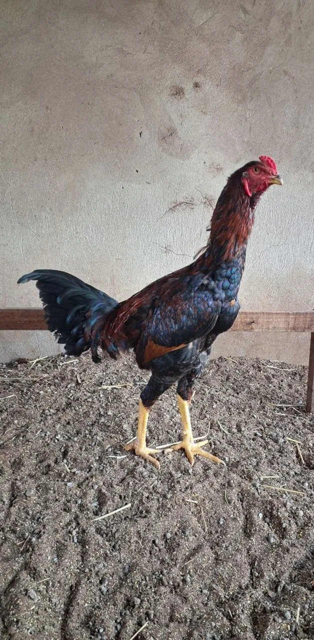 Galo novo