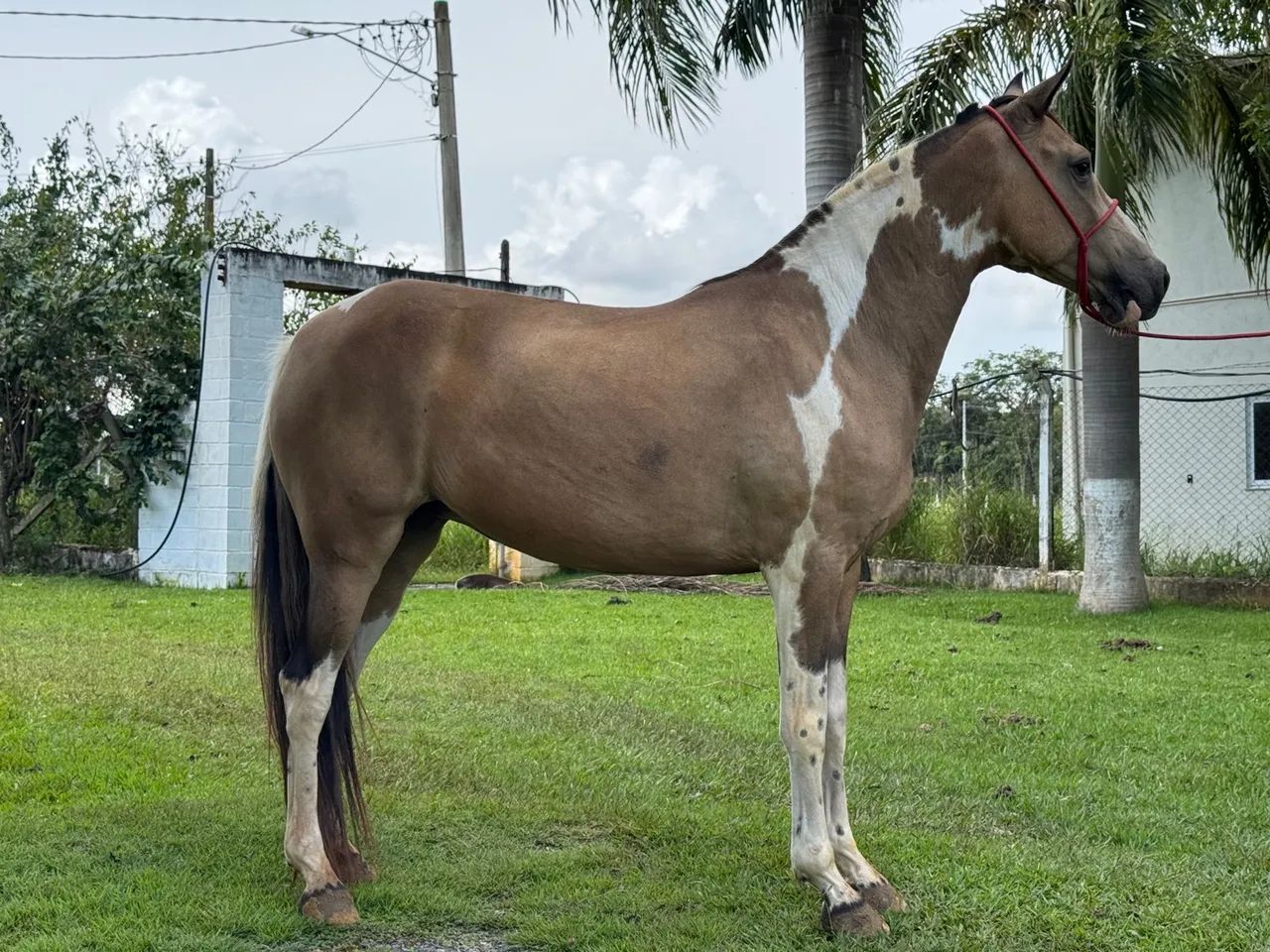 Egua Pampa Marcha Picada Genuina 