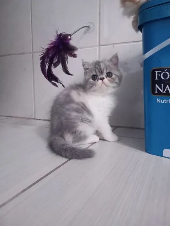 Filhotes de gatos persas Joinville/ Blumenau/ bc - Foto 4