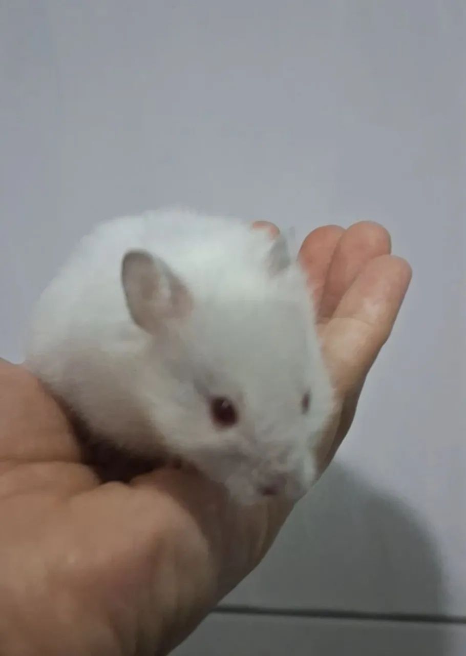 Doaçao Hamster Sírio Branco 