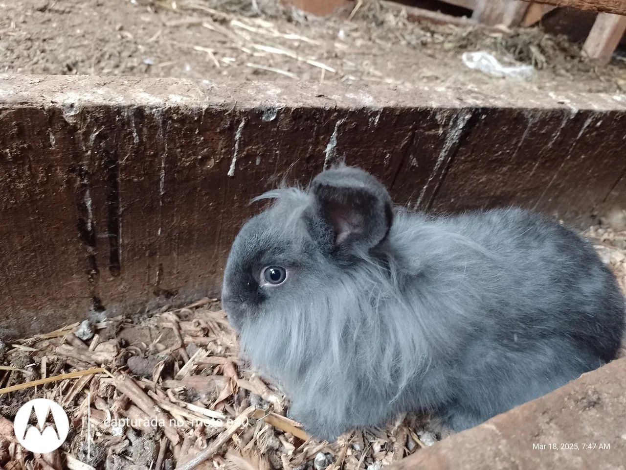Vendo coelho gigante de Flandres e Mini fuzzy lup e Mini angorá  - Foto 5