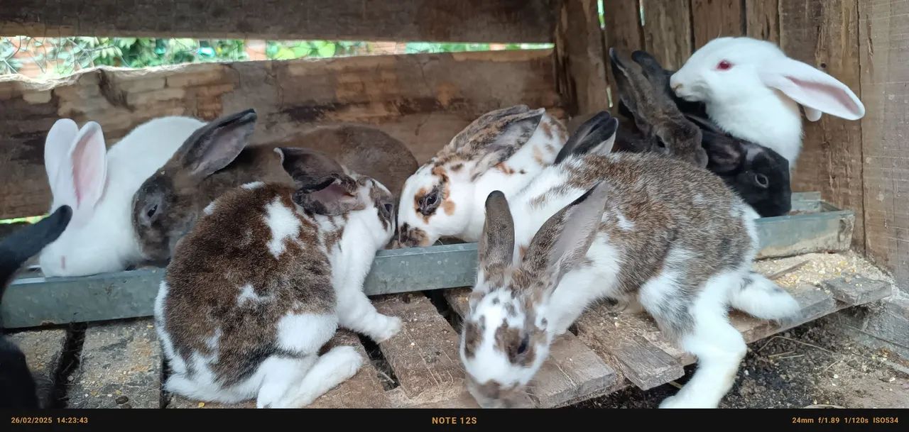 Filhotes de coelhos fofinhos  - Foto 3