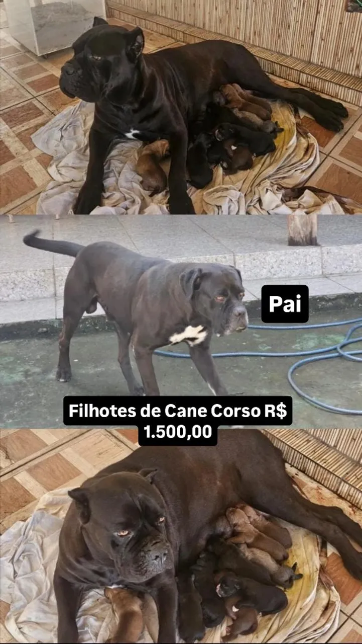 Filhotes de Cane Corso - Linhagem Expecional !!