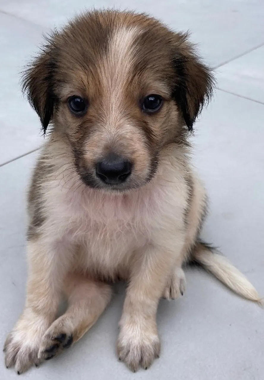 Filhotes BORDER COLLIE
