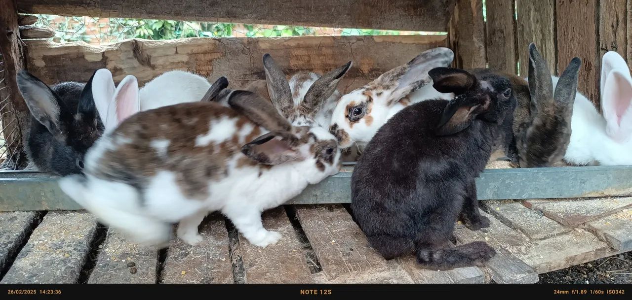 Filhotes de coelhos fofinhos  - Foto 2