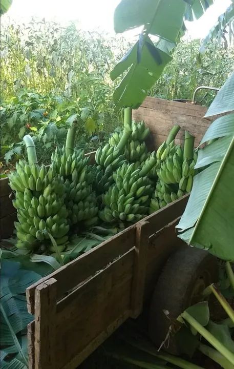 Muda de banana prata embrapa pacovan  - Foto 2