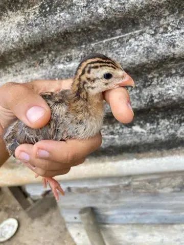 Pintainho de Angola para venda