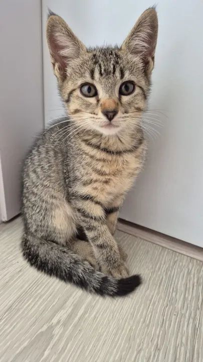 Gatinhos fofos para adoção