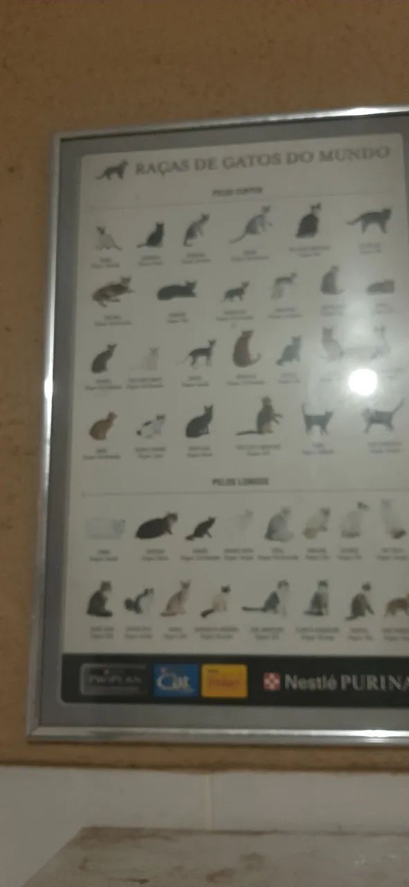 Quadro de raças de gatos Rs 120.00 - Foto 3