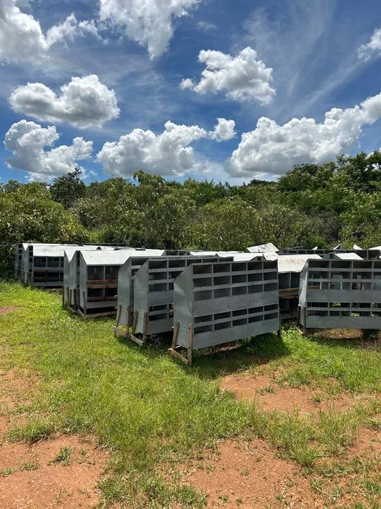 Ninho para Galinhas - 10 Divisórias - Foto 4