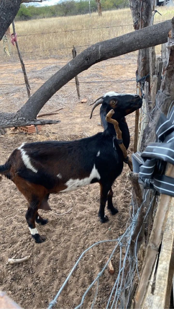 Cabras para Criação - Foto 2