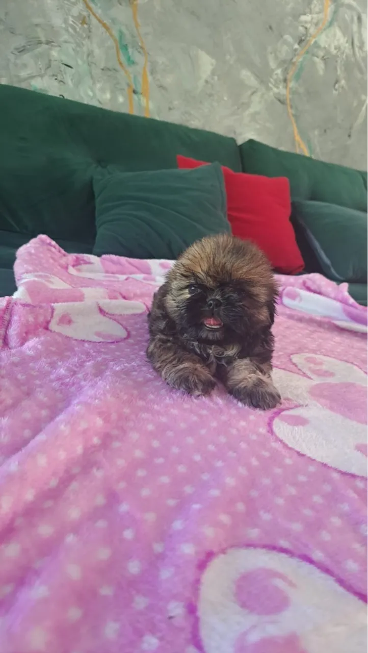 Filhotes Shih Tzu disponíveis machos e fêmeas 