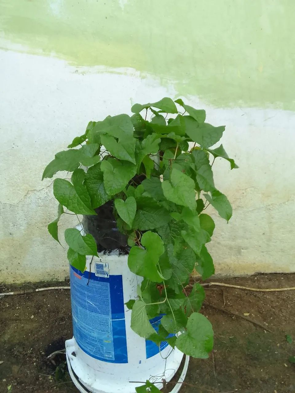 Amor Agarradinho,Planta Ornamental em Balde
