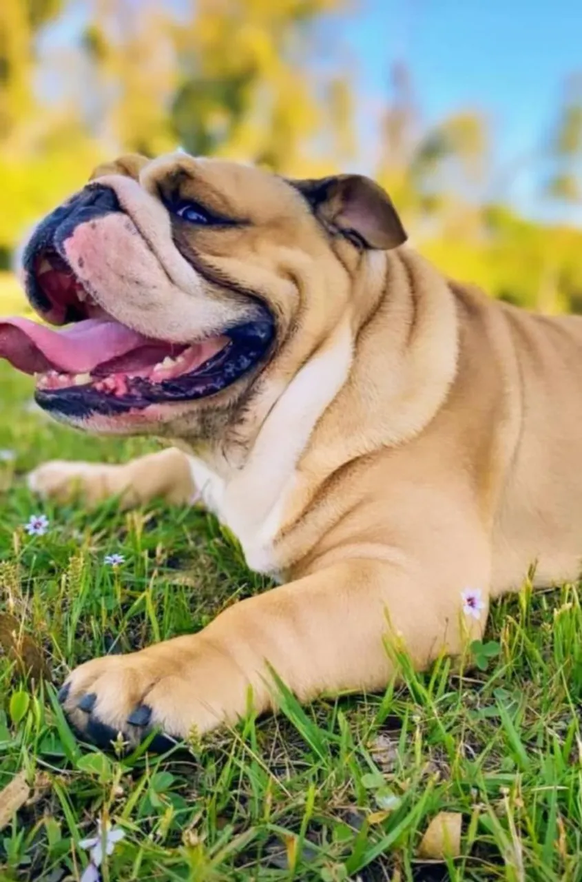 Filhotes Bulldog Inglês