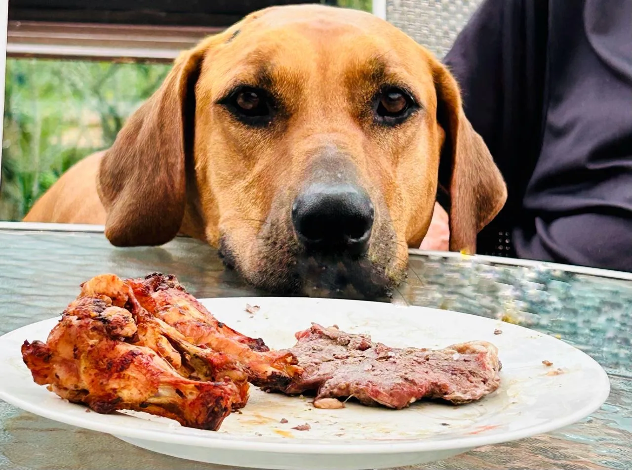 Doação raça Rhodesian Ridgeback