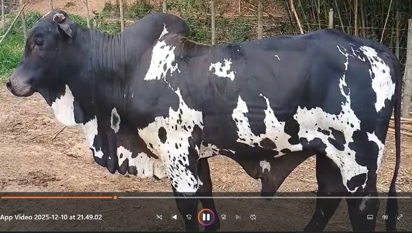 Touro Nelore Pintado - Foto 6