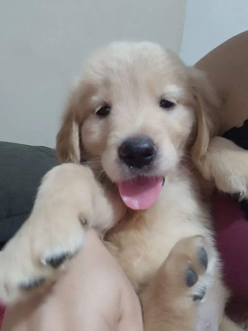 Golden Retriever  - Foto 4