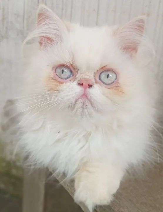 Filhotes de gatos persas Joinville/ Blumenau/ bc - Foto 5