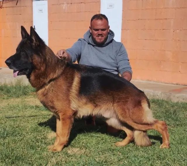 Filhotes de Pastor Alemão Fêmea Preto Sólido Pelo Longo (Pedigree, CBPA, Radiografado - Foto 6