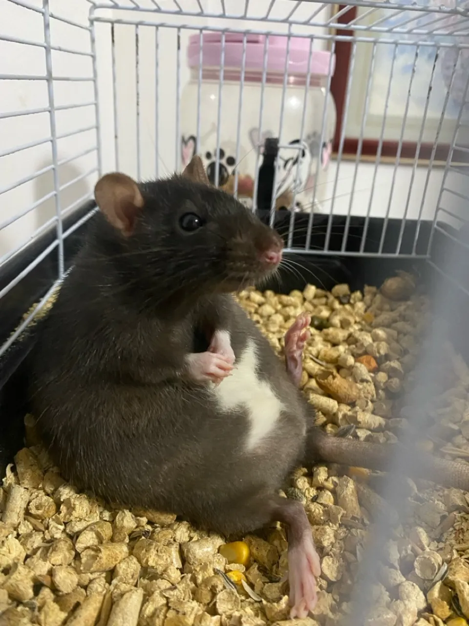 Ratinhos Twister