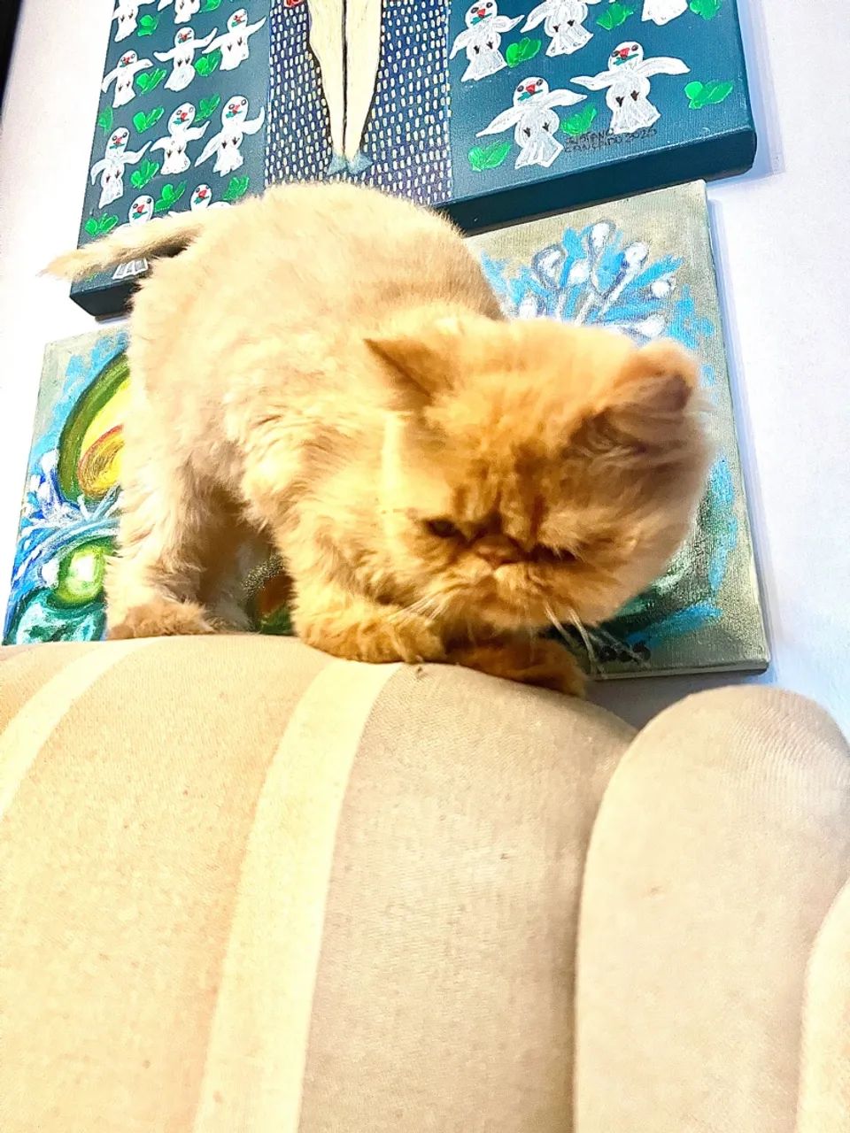 Gatinha Persa  - Foto 4