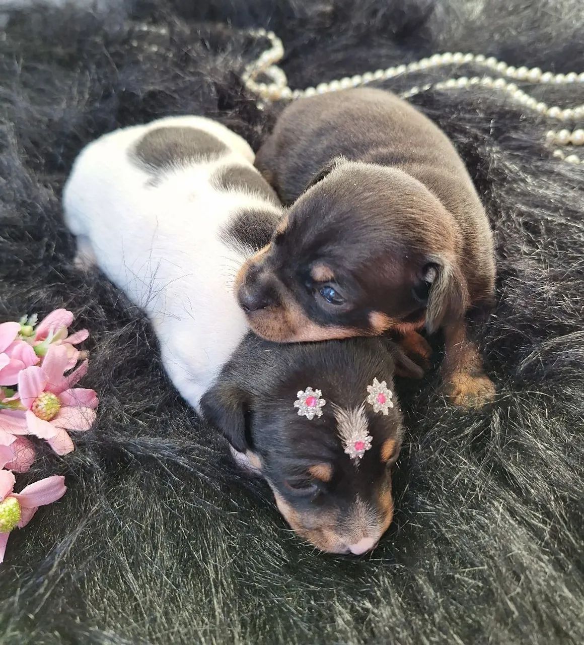 Filhotes de Pinscher N1 FEMEA e MACHO  - Foto 4