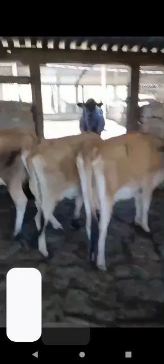 5 novilhas Jersey segunda cria - Foto 2