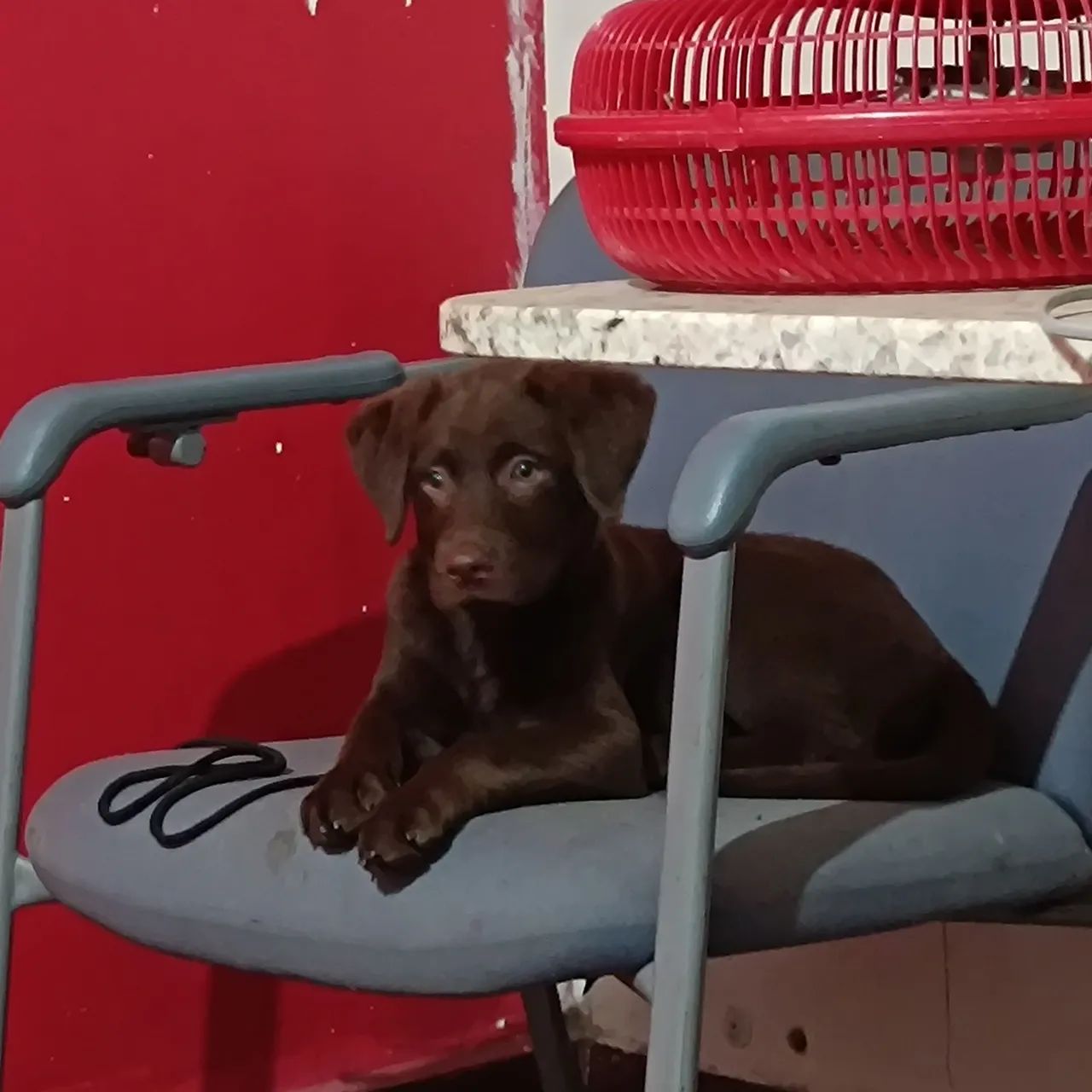 Doação de labrador 