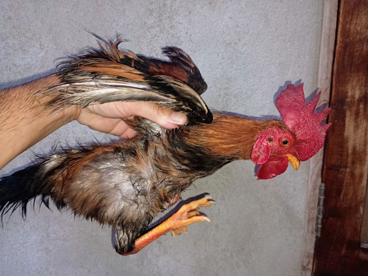 Franguinhos mestiços  - Foto 6