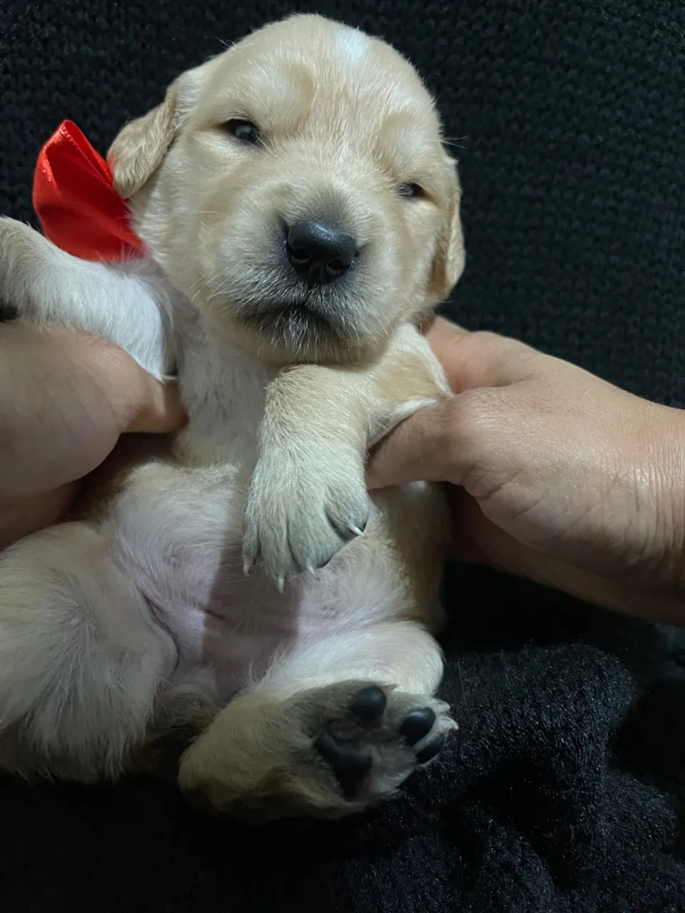 Filhote de Golden Retriever 