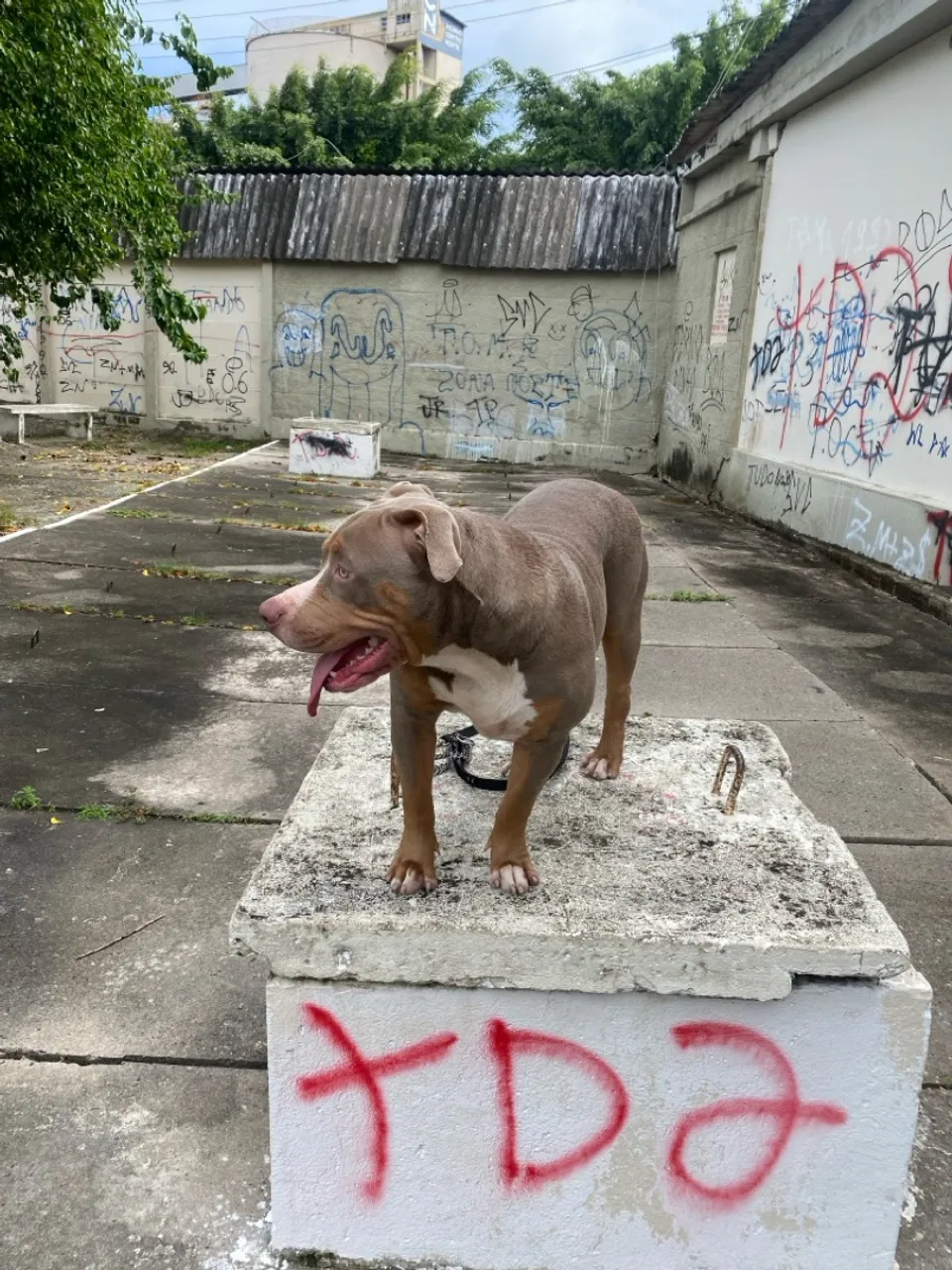 Pit monster para cruza