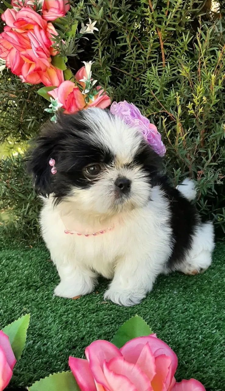 Linda BABY SHIH-TZU PANDA bem pititica muito charmosa.