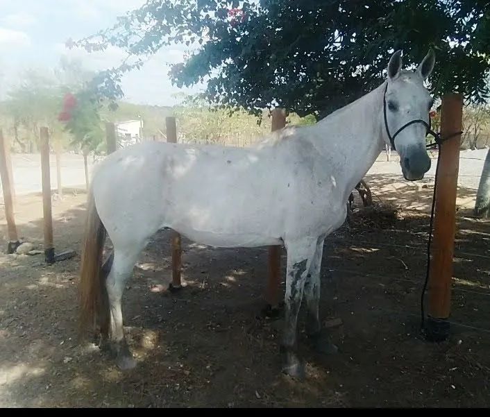 Vendo egua de picado