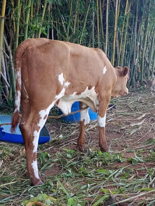 Vendo um lote de 5 terneiras e 2 machos capados  14 .100 - Foto 4