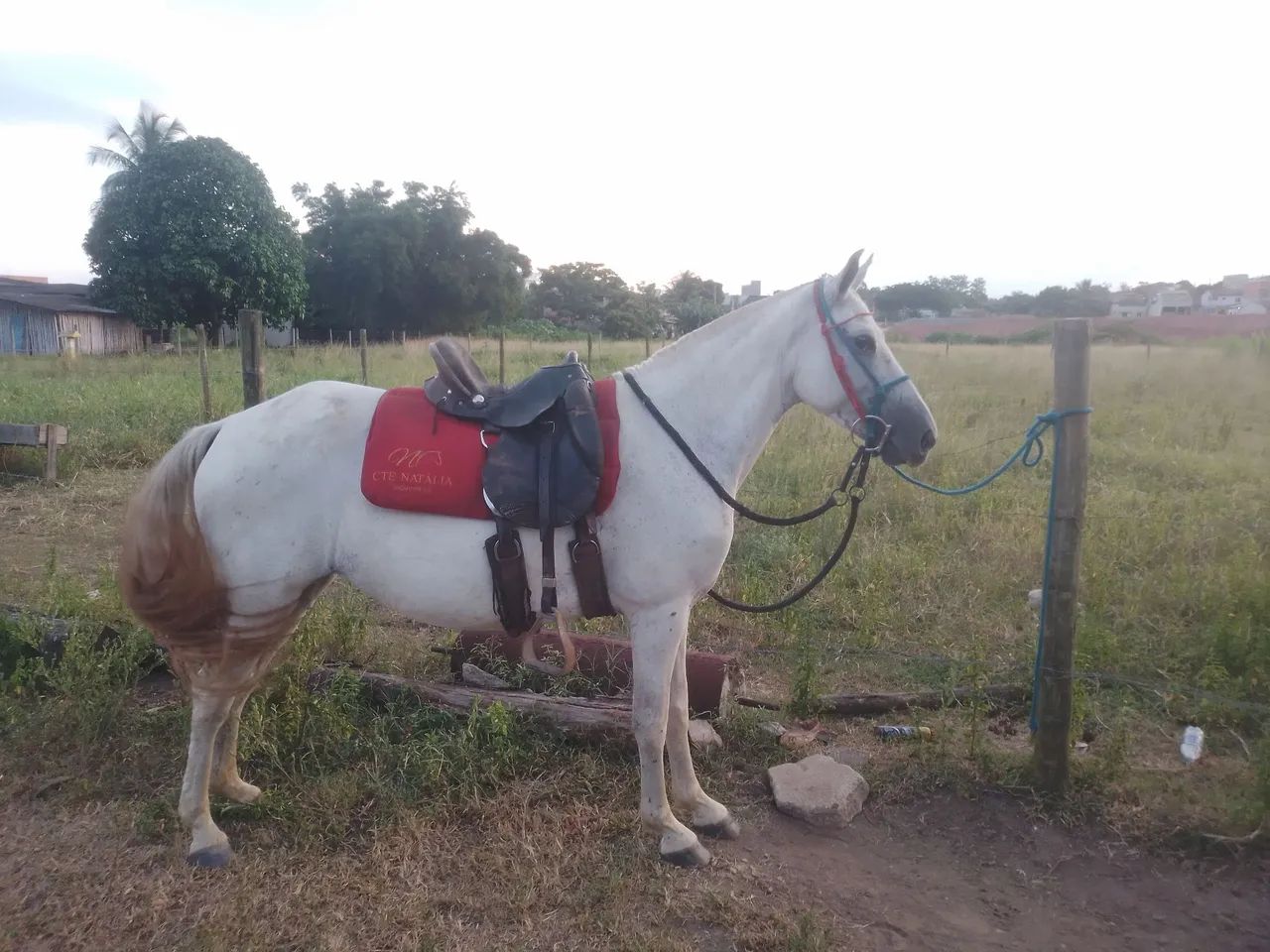 Egua marcha picada  - Foto 2