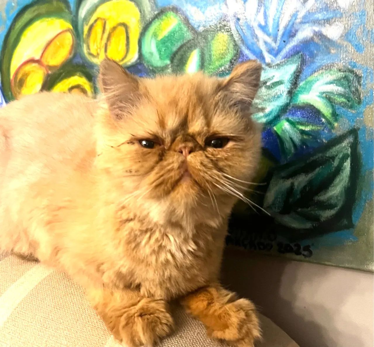 Gatinha Persa  - Foto 6