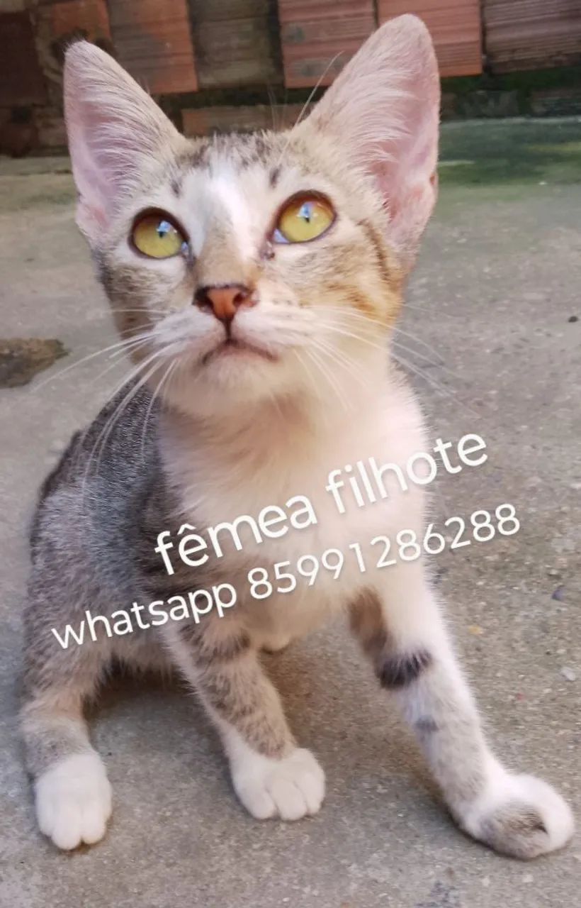 Gatinhos pra adoção  - Foto 2