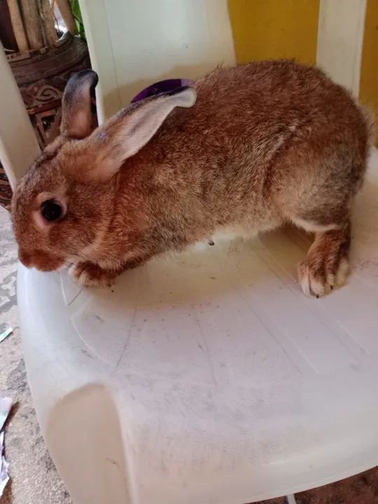 Coelhos Adultos  - Foto 3
