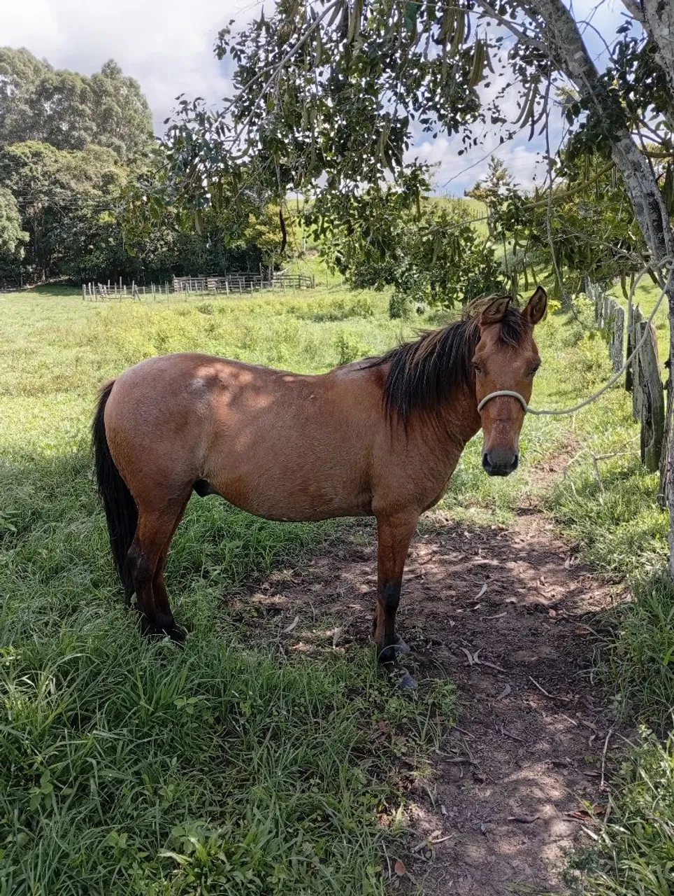 CAVALO VENDA OU TROCA