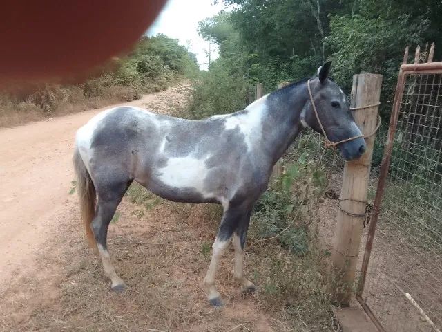 cavalo a venda  - Foto 3