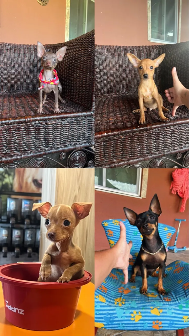 Pinscher MINI mini mini mini 