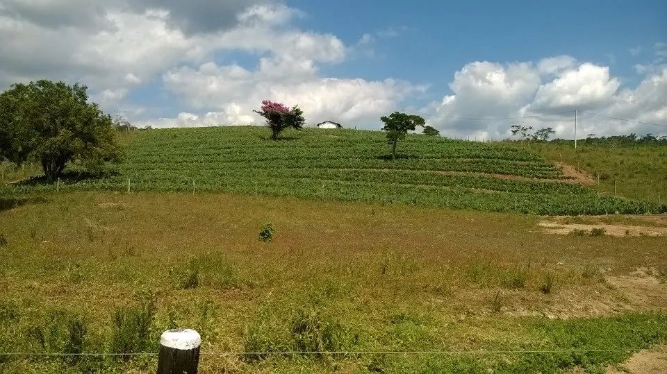 Fazenda  para venda. Com 1.419 ha em Jequitibá - Mundo Novo - BA. - Foto 5