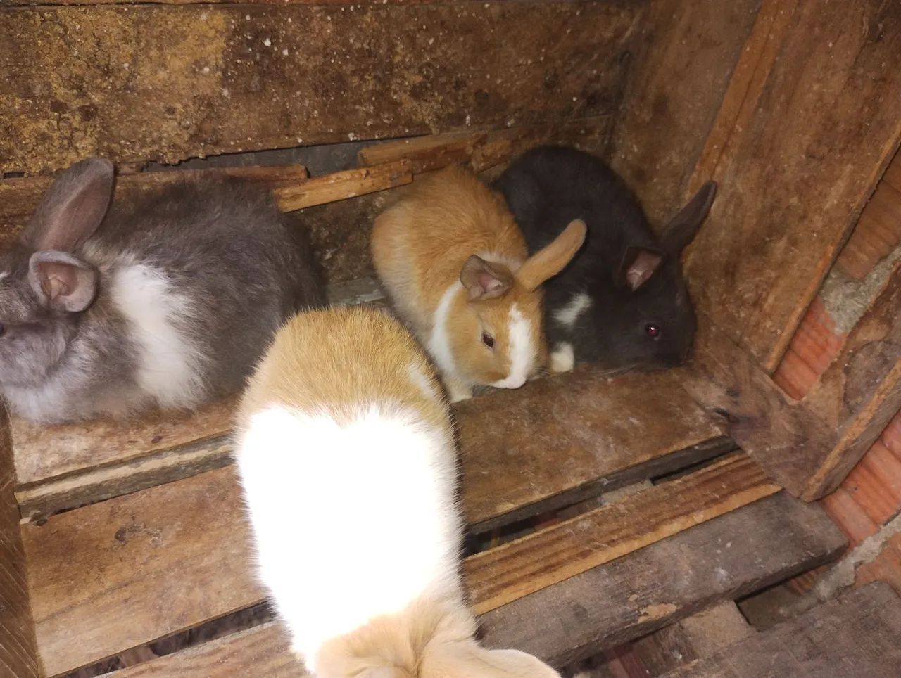 Coelho marrom a venda . Raça angorá inglês  - Foto 2