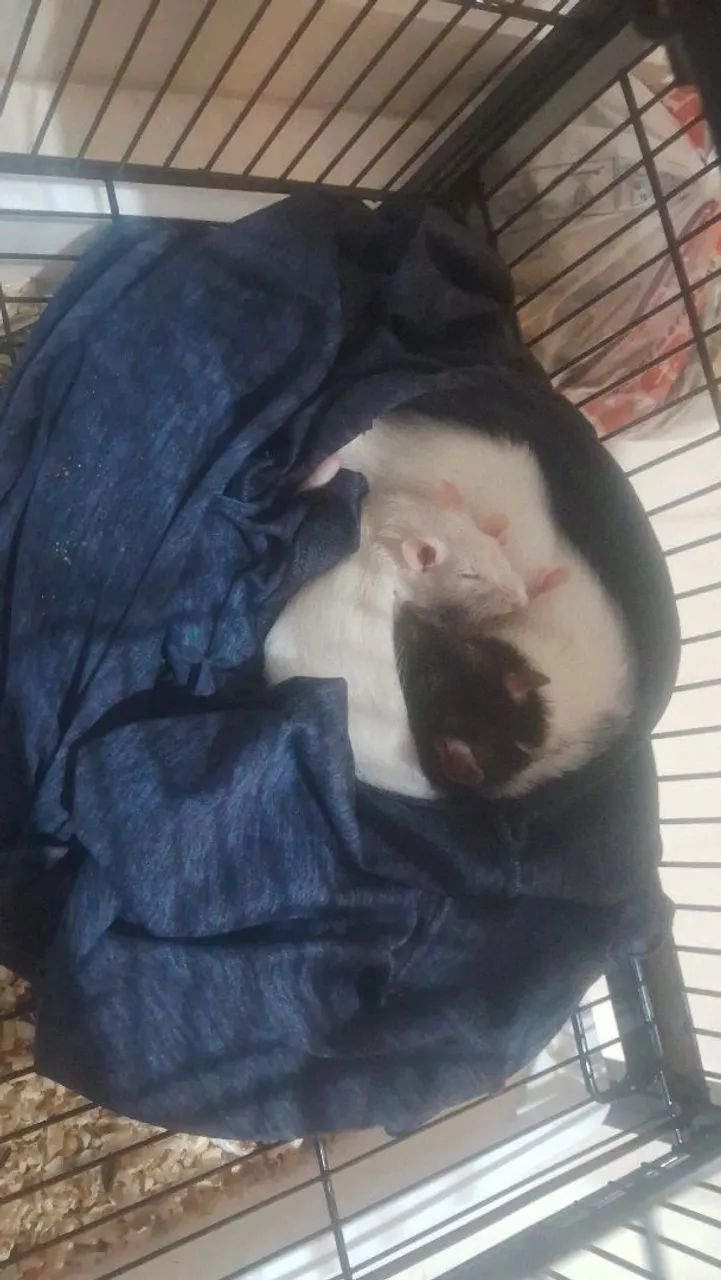 Gaiola e twisters - Foto 3