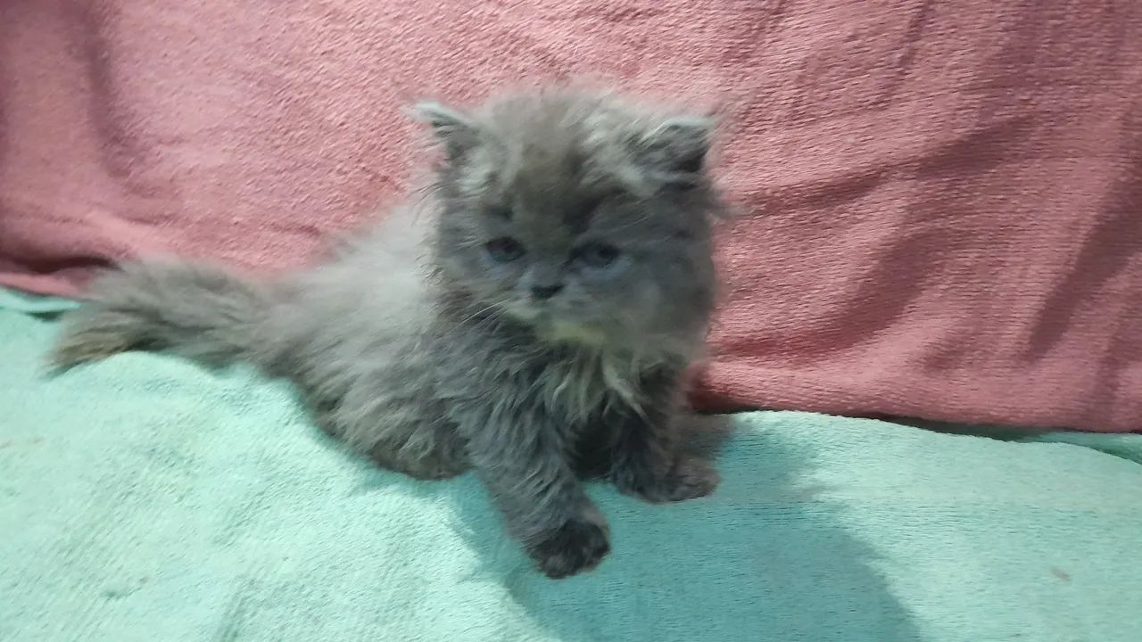 GATOS PERSA - FAVOR LER ANUNCIO ( Entrego em Várias Cidades)  - Foto 2